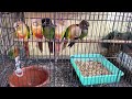 exotic and cheapest pet market in kanpur कानपुर की सबसे सस्ती पेट मार्केट pet vlog