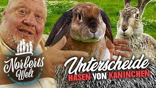 RAMMLERALARM! | Der GROßE Unterschied zwischen Hasen und Kaninchen!  | NORBERTS WELT