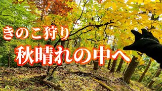 【きのこ狩り】色付き始めた秋の山をのんびり散策してきた