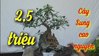 SH.3996. Cây Sung cao nguyên đẹp giá 2,5 triệu vườn Duy An.