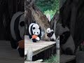 the panda mother threw away the panda cub s doll.