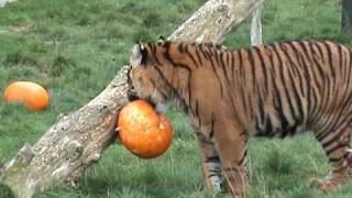 BCS - Halloween 2009 with the Sumatran Tigers