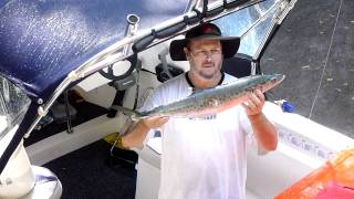 spotty mackerel wins the Sunshine Coast Sports Fishing Clubcomp