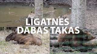 Līgatnes dabas takas pavasaris 2018/Ligatne Nature Trails/