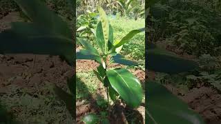 our taiwan jackfruit#organicfarming#permaculture#peace#nature #பலா பழம்