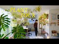 Relaxing Plant Tour 2023 | my entire houseplant collection