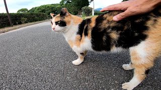 腰トントンが好きな三毛猫ちゃんをナデナデしてたらあの子猫がやって来た