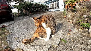 毛繕いに夢中な野良猫【猫島】【沖縄】【奥武島】