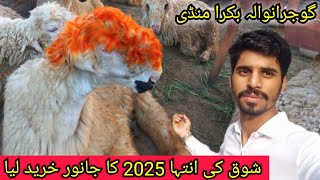 Live sooda Mundra chatra gulabi kaka billa lakha chatra | gujranwala bakra mandi