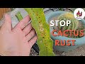 How to Stop Cactus Rust on Your Dragon Fruit