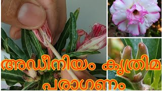 Adenium hand pollination(അഡീനിയം കൃത്രിമ പരാഗണം)