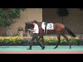 トゥデイイズザデイ パドック単独撮影 2021 9 19 2歳メイクデビュー 2歳新馬 中京競馬場 5r