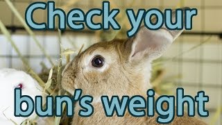 Is Your Rabbit the Right Weight? | Bunny Basics