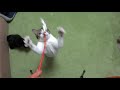 猫じゃらしをジャンプで捕まえる瞬間をスローにしてみた