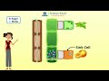 Translocation in plants  Science Excel