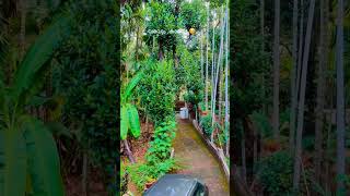 വിജനമാം ഈ വഴി 💕💕 | Malayalam| Kerala|Nature|Trending|scenic #travelvlogmalayalam #travel #village