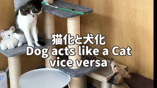 【犬猫】Day61 猫化と犬化 Dog acts like a Cat vise versa