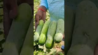 खीरे की खेती ! किस खीरे को लगाए .. INNOXAG SEEDS cucumber ADAM #innoxagseeds #cucumber