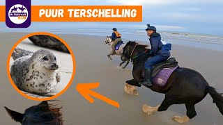 BABY ZEEHOND SPOTTEN TIJDENS BUITENRIT - PUUR TERSCHELLING | De Buitenrit Jury Afl.6