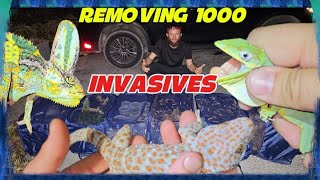 Removing nearly 1000 INVASIVE lizards from Florida