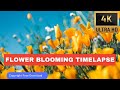 Copyright Free Best Flower Blooming 4K Timelapse Videos Footage