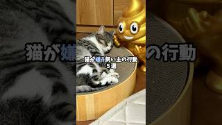 猫が嫌う飼い主の行動5選 #猫 #ねこ #保護猫 #ねこの気持ち #猫のいる暮らし #キジトラ #猫好きさんと繋がりたい #子猫 #雑学  VOICEVOX:青山龍星