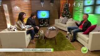 Halálos méreg a kutyák számára a nyírfacukor - 2014.12.08. - tv2.hu/fem3cafe