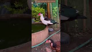 நான் தோட்டத்துக்குள்ளே நுழைந்ததும் குஷியான வாத்துக்கள்#gardenvlog #gardenvisit #ducks