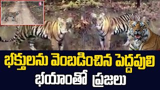 Tiger Chase Devotees In Srisailam Road | Tiger Hulchul in Srisailam Ghat Road | SumanTV EXclusive
