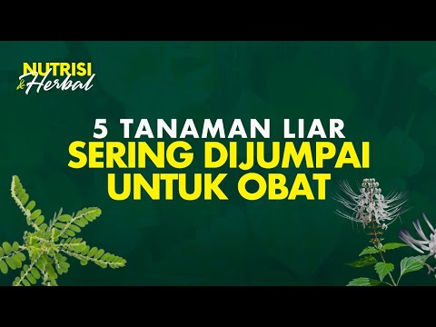5 Tanaman Pembohong Dan Pemanfaatannya Untuk Berbagai Penyakit