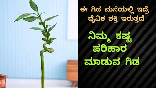 ಈ ಸಣ್ಣ ಗಿಡ ನಿಮ್ಮ ಮನೆ ನಲ್ಲಿ ಇದ್ರೆ ಕಷ್ಟಗಳೇ ಬರಲ್ಲ This Plant Solve All Problems In House