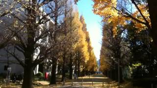 駒場、銀杏吹雪 (Ginkgo leaves, Komaba campus)