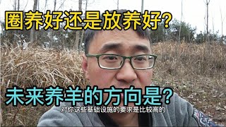 浅谈养羊圈养和放养的优缺点，圈养门槛高，放养更亲民，该怎么选