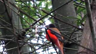 Malabar Trogon