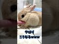 うさぎさんまふまふチャレンジ前編　 shorts bunny rabbit ウサギ　 うさぎ