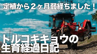 2ヶ月経過したトルコキキョウを見ても花が咲く雰囲気がありません。