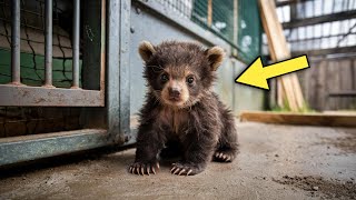 The Lost Bear Cub Cried In Fear, The Man Adopted It And Was Amazed When It Grew Up