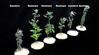 Glyphosate (SOA 9) Sensitive vs Resistant Common Ragweed #3