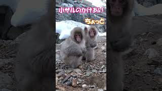 小ザルのかけあい Snow Monkey スノーモンキー 長野県 地獄谷野猿公苑 ニホンザル 温泉 かわいい 動物 hot spring japan travel nagano