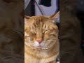 Parah kali majikan 1 ni 🫠 #cat #catlover #Catvideos #cute #kucing