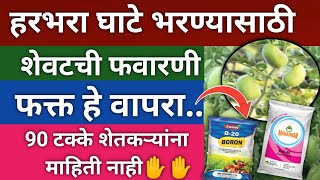 हरभरा घाटे अवस्थेत शेवटची फवारणी हीच करा डबल उत्पादन घ्या✋ हरभरा तिसरी फवारणी l हरभरा शेवटची फवारणी