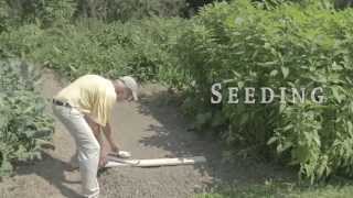 Using the CobraHead Weeder for Making Seed Furrows