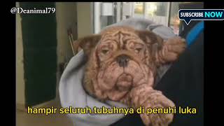 Terpaksa memakan daun hanya untuk bertahan hidup | animal rescue