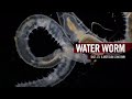 Water worms | by Motic Europe