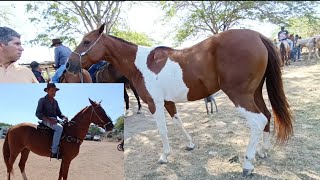 Feira de Cavalo de Altinho, lindos cavalo e preço bom dos animais vem conferir