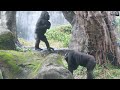 看小金剛jabali玩水是很享受的一件事enjoy to watch jabali plays with water 金剛猩猩 gorilla