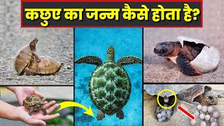 कछुए का जन्म कैसे होता है | कछुए का जीवन चक्र | Turtle Life Cycle Video | Life Cycle Of Turtle