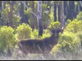 rusa deer hunting in australia