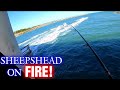 Sebastian Inlet Sheepshead Fishing with Fiddler Crabs on Fire!