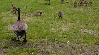 Baby geese May 25 20 Sigma Fp 1080 50 FPS stabilized in DaVinci